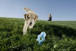 Zogoflex Tizzi - Large - Aqua