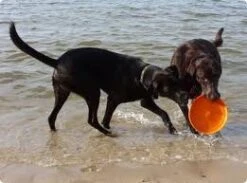 Zogoflex Zisc Flying Disc - Large - Orange