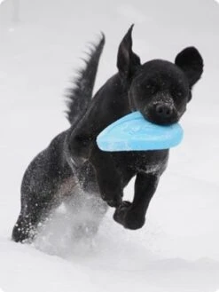 Zogoflex Zisc Flying Disc - Large - Aqua