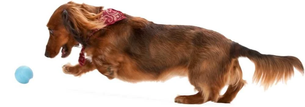 Zogoflex Jive - Mini (XS) - Aqua 1 Zogoflex Jive - Mini (XS) - Aqua