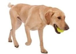 Zogoflex Jive - Small - Lime 6 Zogoflex Jive - Small - Lime -Hondenbenodigdheden Winkel file 262