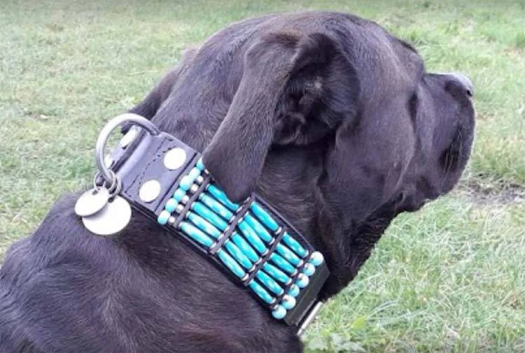 Hondenhalsband Blue River 50mm 2 Hondenhalsband Blue River 50mm - Afbeelding 2